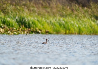 Ring Necked Duck Resting In A Lake. The Male Ring-necked Duck Is A Sharply Marked Bird Of Gleaming Black, Gray, And White. Females Are Rich Brown With A Delicate Face Pattern.