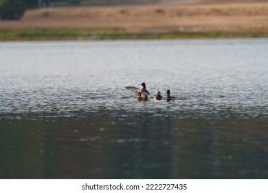 Ring Necked Duck Resting In A Lake. The Male Ring-necked Duck Is A Sharply Marked Bird Of Gleaming Black, Gray, And White. Females Are Rich Brown With A Delicate Face Pattern.