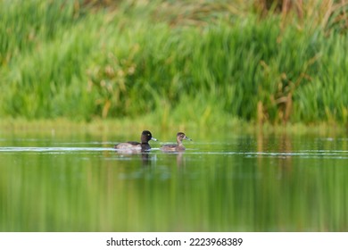 Ring Necked Duck Resting In A Lake. The Male Ring-necked Duck Is A Sharply Marked Bird Of Gleaming Black, Gray, And White. Females Are Rich Brown With A Delicate Face Pattern.