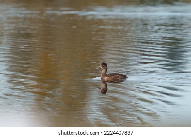 Ring Necked Duck Resting In A Lake. The Male Ring-necked Duck Is A Sharply Marked Bird Of Gleaming Black, Gray, And White. Females Are Rich Brown With A Delicate Face Pattern.