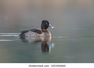 Ring necked Duck swimming in a lake. The male Ring-necked Duck is a sharply marked bird of gleaming black, gray, and white. Females are rich brown with a delicate face pattern.