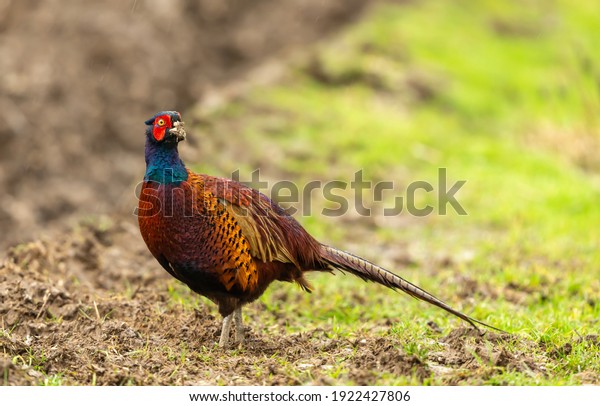 Ring necked Pheasant.  Scientific name: Phasianus\
Colchicus. Male or cock pheasant with muddy beak foraging in winter\
crops.  Facing right in rainy weather.  Close up.  Horizontal. \
Space for copy.