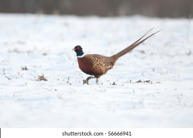 Ring necked pheasant in snow covered field