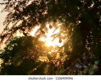 Ring of sunlight through tree
