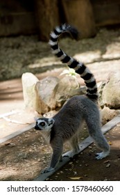 The Ring Tail Lemur Has His Tail In The Air While Walking