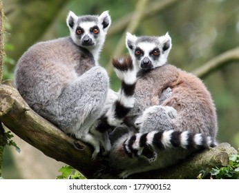 Ring Tailed Lemur