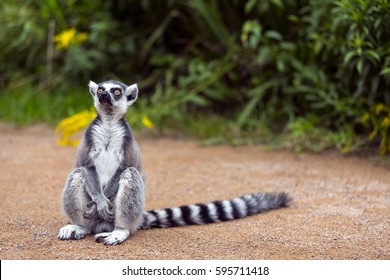 Ring Tailed Lemur