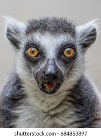 Ring Tailed Lemur