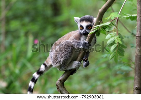 Ring tailed lemur