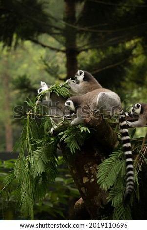 Ring tailed lemur breakfast time