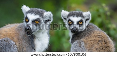 ring - tailed lemur (Lemur catta)