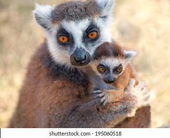 Ring Tailed Lemur Catta With Baby