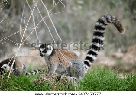 Ring tailed lemur (Lemur catta) sitting and resting
