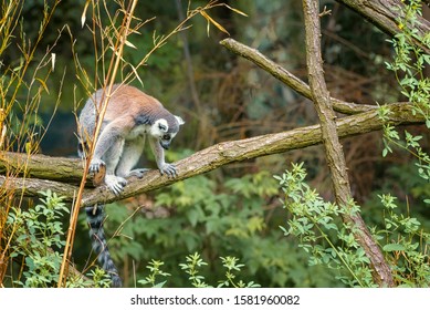 Ring Tailed Lemur, Lemur Catta, A Strepsirrhini Primate With An Extremely Long, Heavily Furred Tail, Covered With Black And White Rings. Animals In Wildlife. Portrait