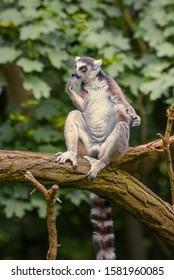 Ring Tailed Lemur, Lemur Catta, A Strepsirrhini Primate With An Extremely Long, Heavily Furred Tail, Covered With Black And White Rings. The Symbol Of Madagascar