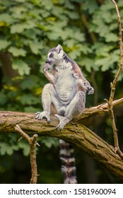 Ring Tailed Lemur, Lemur Catta, A Strepsirrhini Primate With An Extremely Long, Heavily Furred Tail, Covered With Black And White Rings. Animals In Wildlife. Portrait