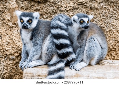 ring tailed lemur -  Lemur cattaa. The ring-tailed lemur is a medium- to larger-sized strepsirrhine primate, and the most internationally-recognized lemur species, owing to its long, black-and-white, 