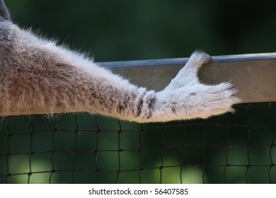 Ring Tailed Lemur, Detail Of Hand