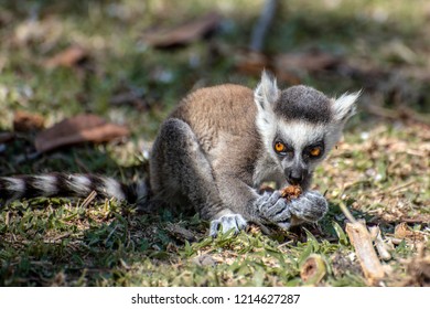 Ring Tailed Lemur  kata ,Close up Ring-tailed lemur baby  - Shutterstock ID 1214627287