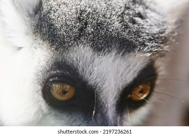 Ring Tailed Lemur Macro Closeup