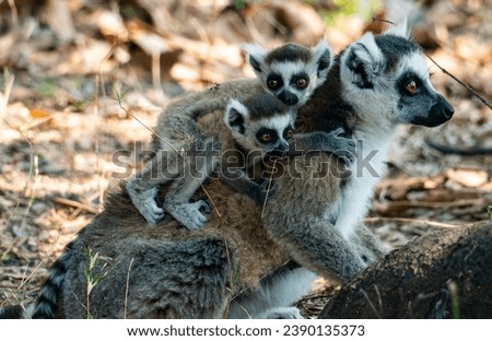 Ring tailed lemur in Madagascar