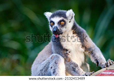 Ring tailed lemur, monkey, primat.
