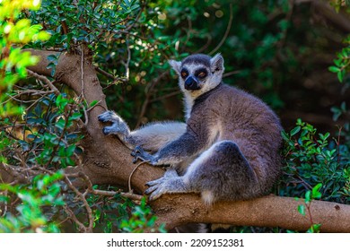 Ring Tailed Lemur On A Tree	
