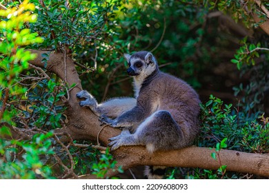 Ring Tailed Lemur On A Tree