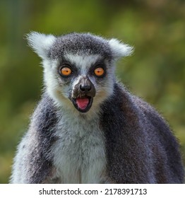 Ring Tailed Lemur Poking Its Tongue At The Audience