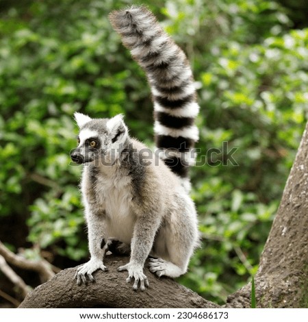 Ring tailed lemur portrait in Monkeyland