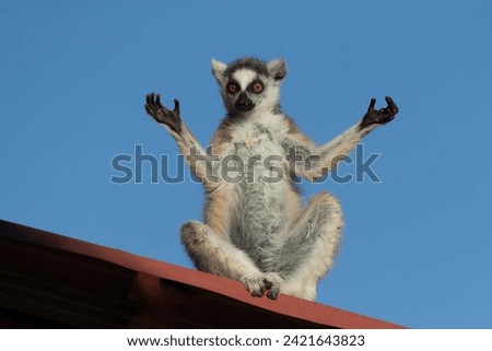 Ring Tailed Lemur. The Ring-tailed lemur or Maki ring-tailed lemur, a lemuriform primate of the Lemuridae family, located in a tourist park in Madagascar.