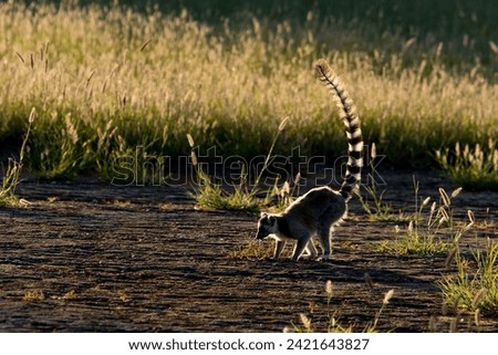 Ring Tailed Lemur. The Ring-tailed lemur or Maki ring-tailed lemur, a lemuriform primate of the Lemuridae family, located in a tourist park in Madagascar.