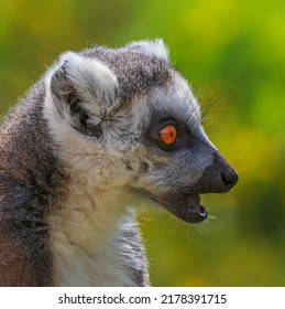 Ring Tailed Lemur Side Profile Close Up