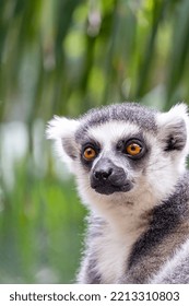 Ring Tailed Lemur, Sitting Observing Its Environment, Hairy Animal, Cousin Of The Monkey Or Apes, Black And White Color On The Tail, Guadalajara, Mexico