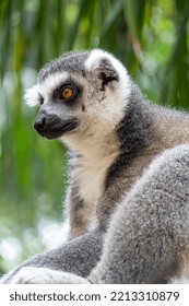 Ring Tailed Lemur, Sitting Observing Its Environment, Hairy Animal, Cousin Of The Monkey Or Apes, Black And White Color On The Tail, Guadalajara, Mexico