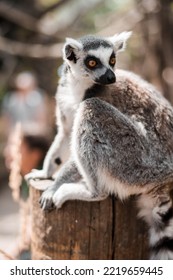 Ring Tailed Lemur Sitting On Log