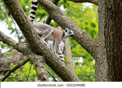 ring tailed lemur in a tree