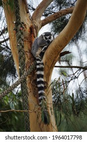 A ring tailed lemur in a tree