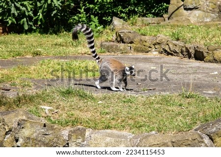 Ring Tailed Lemur walks over the rocks