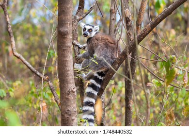 Ring Tailed Lemur In Wild Ranomafana National Park