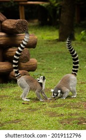 Ring Tailed Lemurs Playing Together