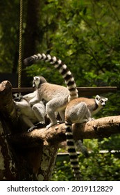 Ring Tailed Lemurs Playing Together