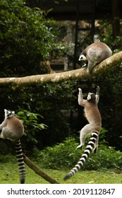 Ring Tailed Lemurs Playing Together