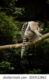 Ring Tailed Lemurs Playing Together