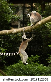 Ring Tailed Lemurs Playing Together