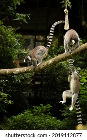 Ring Tailed Lemurs Playing Together