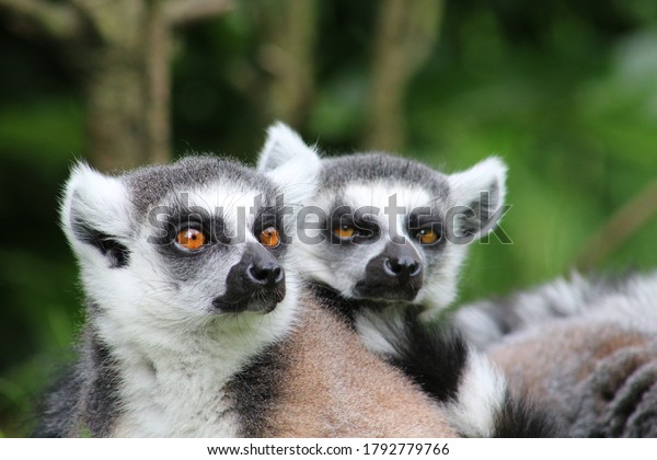 オランダの動物園で 赤い目を輝かせたオテルのリングザル の写真素材 今すぐ編集