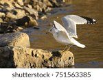 Ring-Billed Gull