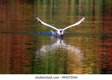Ring-Billed Gull