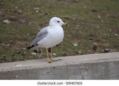 Ring-billed Gull
